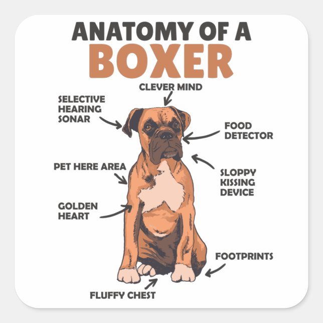 Anatomy Of A Boxer Sweet Dog Puppy Square Sticker (Front)
