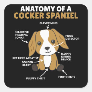 Anatomy Of A Cocker Spaniel Cute Dogs Puppy Square Sticker