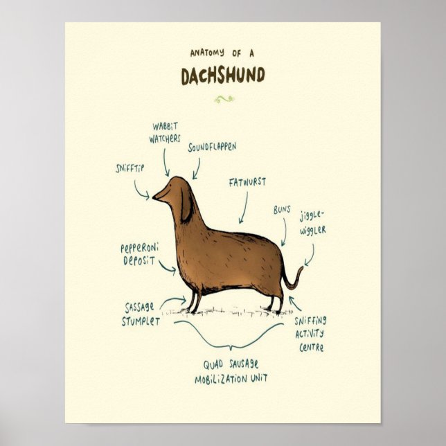 Anatomy Of A Dachshund | Dachshund Dog Lovers Poster (Front)