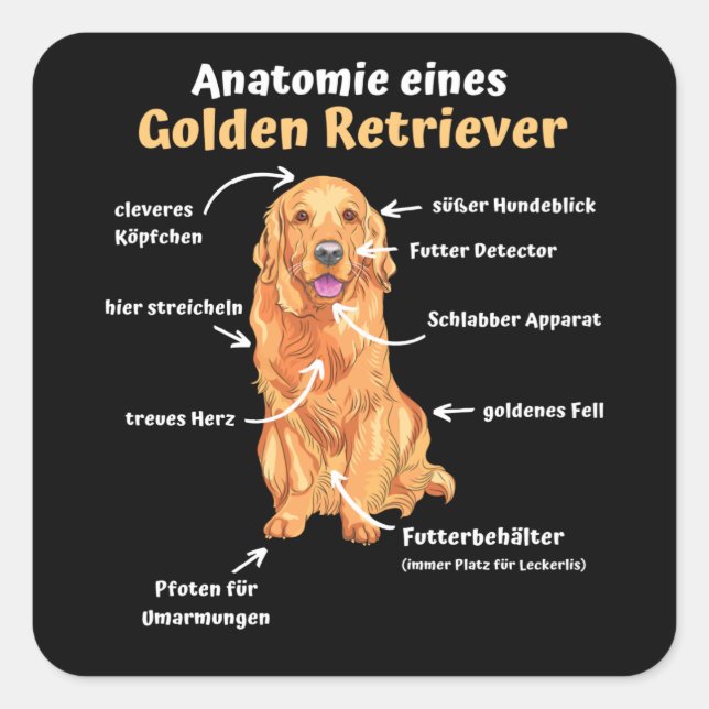 Anatomy Of A Golden Retriever Sweet Dogs Funny Square Sticker (Front)