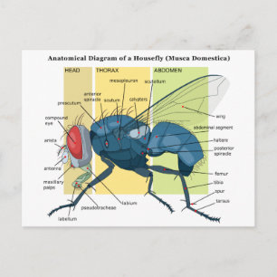 Anatomy of a Housefly Diagram Musca Domestica Postcard