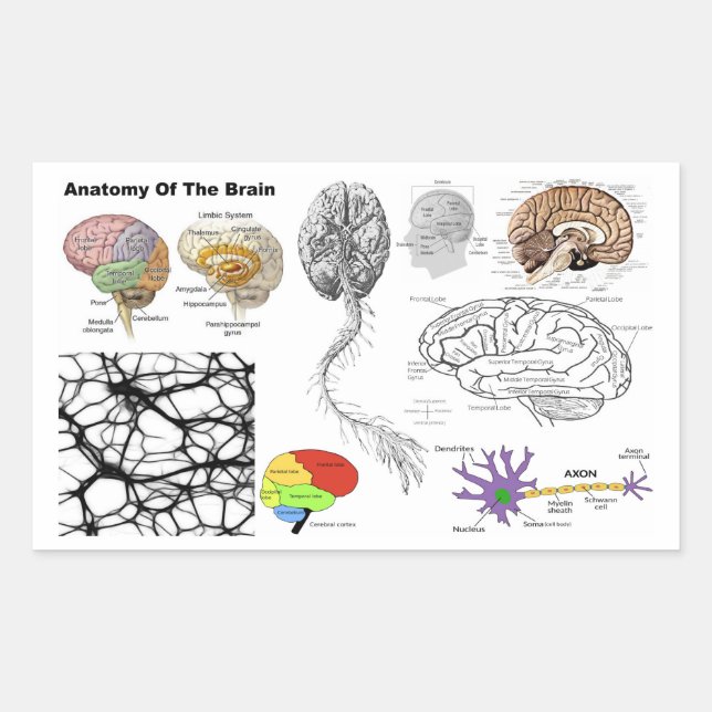 Anatomy of a Human Brain popular human anatomy Sticker (Front)