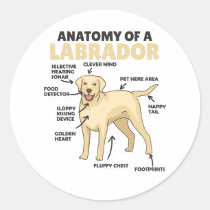 Anatomy Of A Labrador Retriever Sweet Dogs Classic Round Sticker