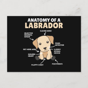 Anatomy Of A Labrador Retriever Sweet Dogs Postcard