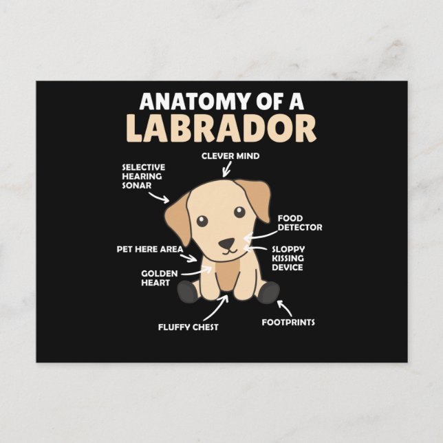 Anatomy Of A Labrador Retriever Sweet Dogs Postcard (Front)