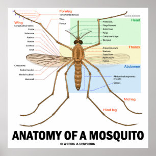 Anatomy Of A Mosquito (Entomology) Poster