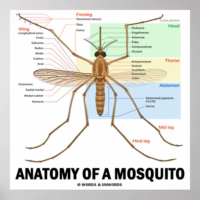 Anatomy Of A Mosquito (Entomology) Poster (Front)