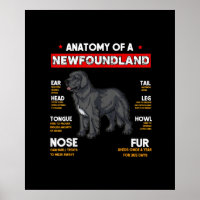 Anatomy Of A Newfoundland Dogs Lovers