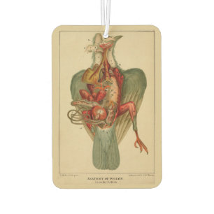 Anatomy of a Pigeon Air Freshener