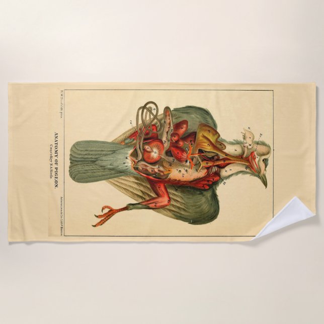 Anatomy of a Pigeon Beach Towel (Front)