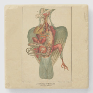 Anatomy of a Pigeon Stone Coaster
