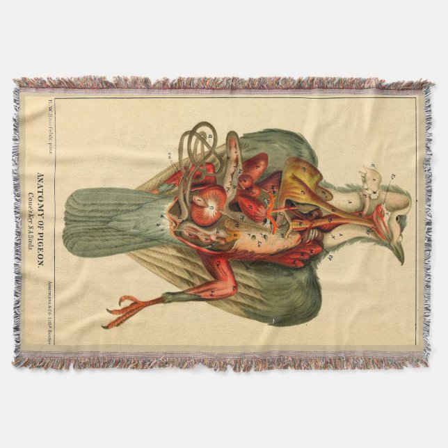 Anatomy of a Pigeon Throw Blanket (Front)