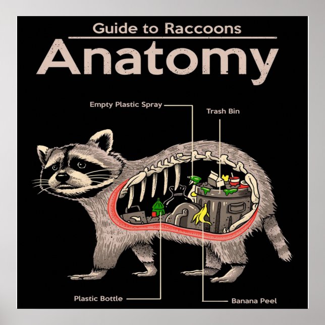 Anatomy of a Raccoon | Cute Panda Lover Poster (Front)