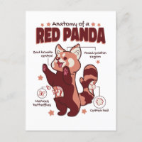 Anatomy of a Red Panda Animal Lover