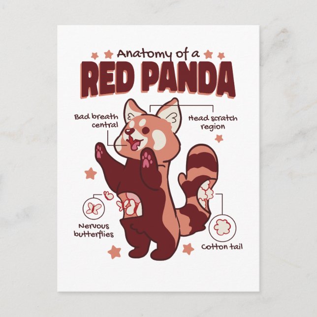 Anatomy of a Red Panda Animal Lover Postcard (Front)