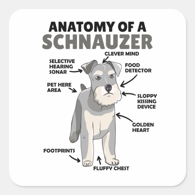 Anatomy Of A Schnauzer Cute Dog Puppy Square Sticker (Front)