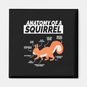 Anatomy Of A Squirrel Magnet