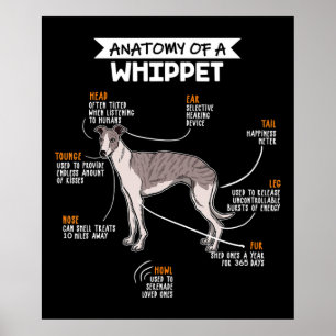 anatomy of a whippet dog funny dog lover gift poster