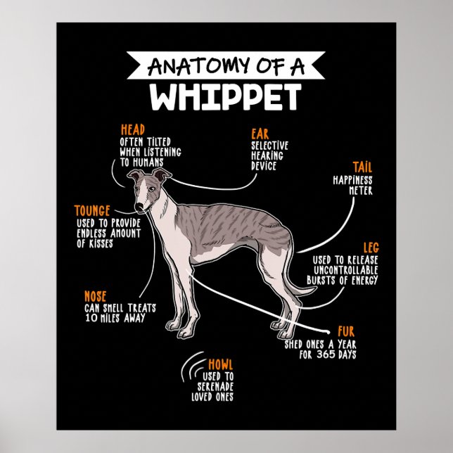 anatomy of a whippet dog poster (Front)