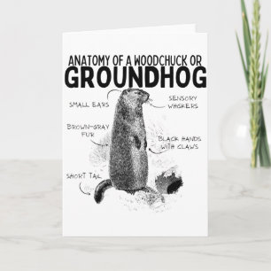 Anatomy Of A Woodchuck Or Groundhog Funny Animal R Card