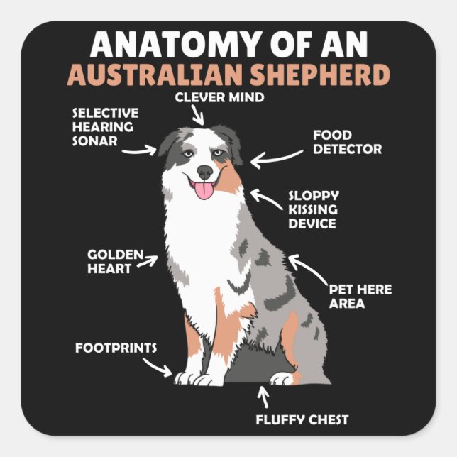 Anatomy Of An Australian Shepherd Sweet Dogs Square Sticker (Front)