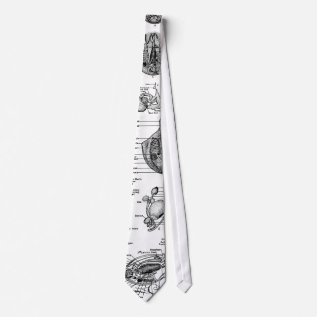 Anatomy of an Octopus Tie (Front)