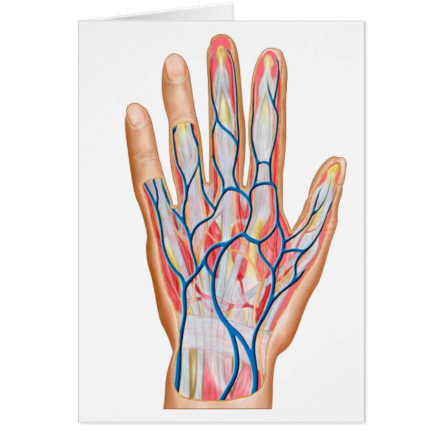 Anatomy Of Back Of Human Hand (Front)
