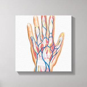 Anatomy Of Back Of Human Hand Canvas Print