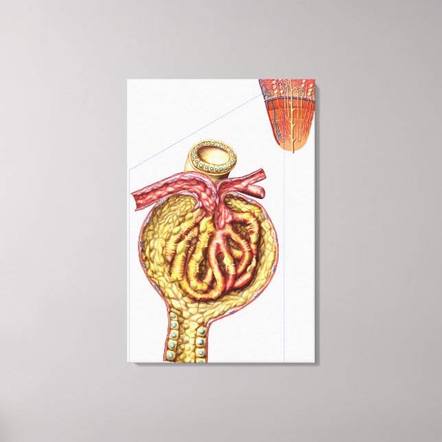 Anatomy Of Bowman'S Glomerular Capsule Canvas Print (Front)