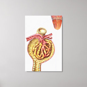 Anatomy Of Bowman'S Glomerular Capsule Canvas Print