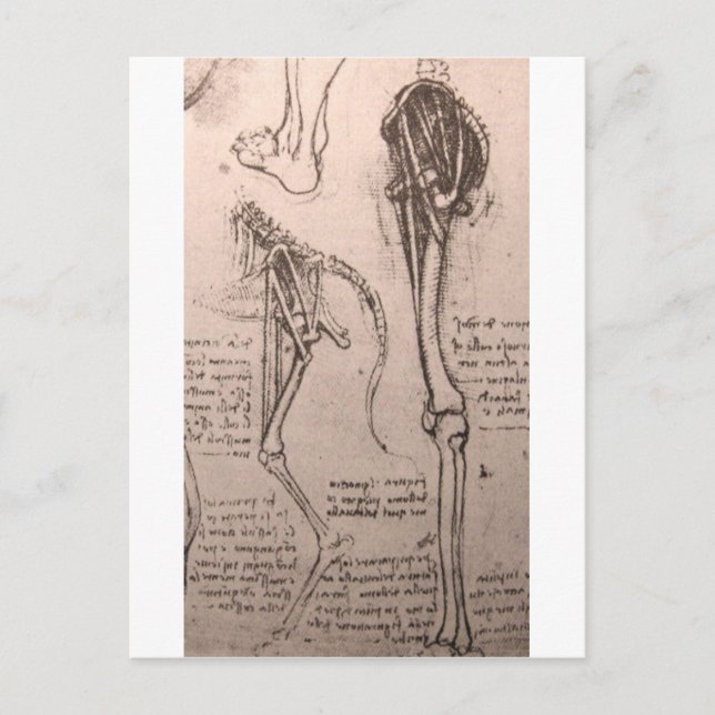 Anatomy of dog and man postcard (Front)