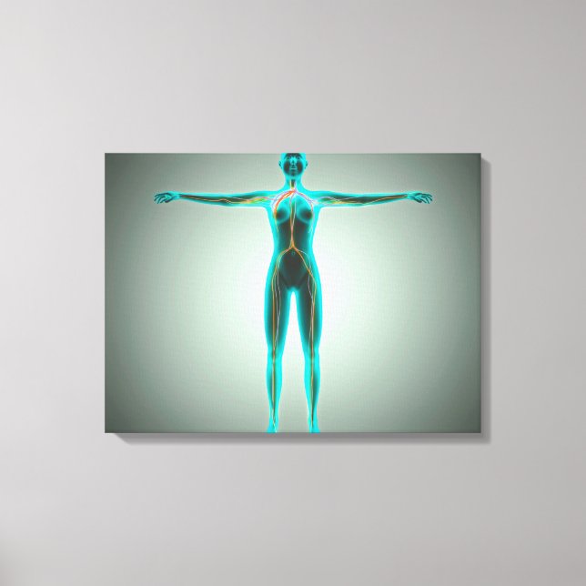 Anatomy Of Female Body With Arteries And Veins Canvas Print (Front)