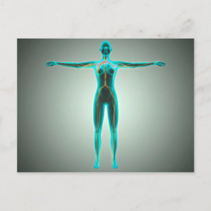 Anatomy Of Female Body With Arteries And Veins Postcard
