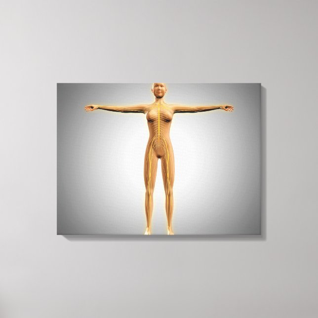 Anatomy Of Female Body With Nervous System Canvas Print (Front)