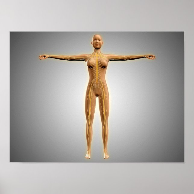 Anatomy Of Female Body With Nervous System Poster (Front)
