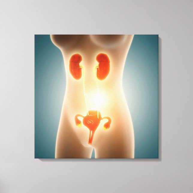 Anatomy Of Female Body With Reproductive Organs Canvas Print (Front)