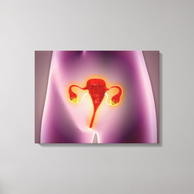 Anatomy Of Female Body With Uterus Canvas Print (Front)