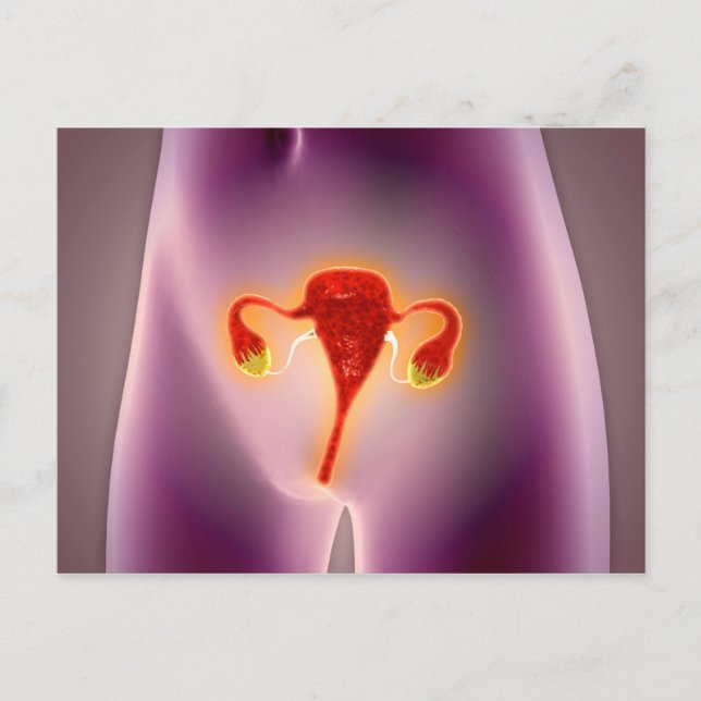 Anatomy Of Female Body With Uterus Postcard (Front)