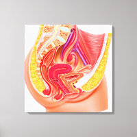 Anatomy Of Female Reproductive System 1
