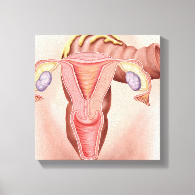 Anatomy Of Female Reproductive System 2 Canvas Print (Front)
