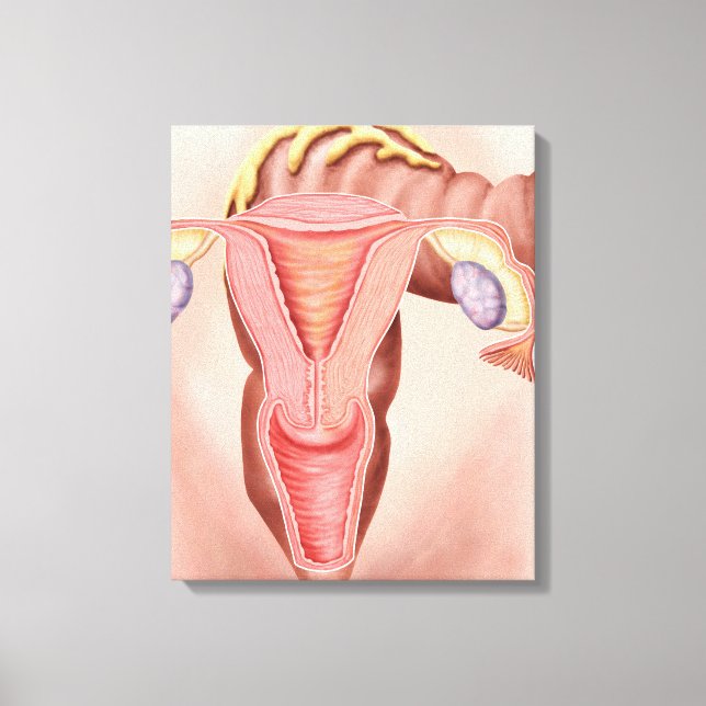 Anatomy Of Female Reproductive System 2 Canvas Print (Front)