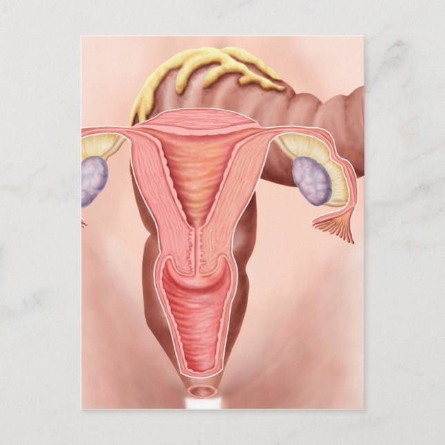 Anatomy Of Female Reproductive System 2 Postcard (Front)
