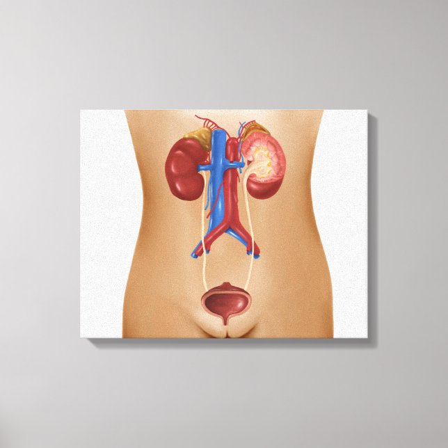 Anatomy Of Female Urinary System Canvas Print (Front)