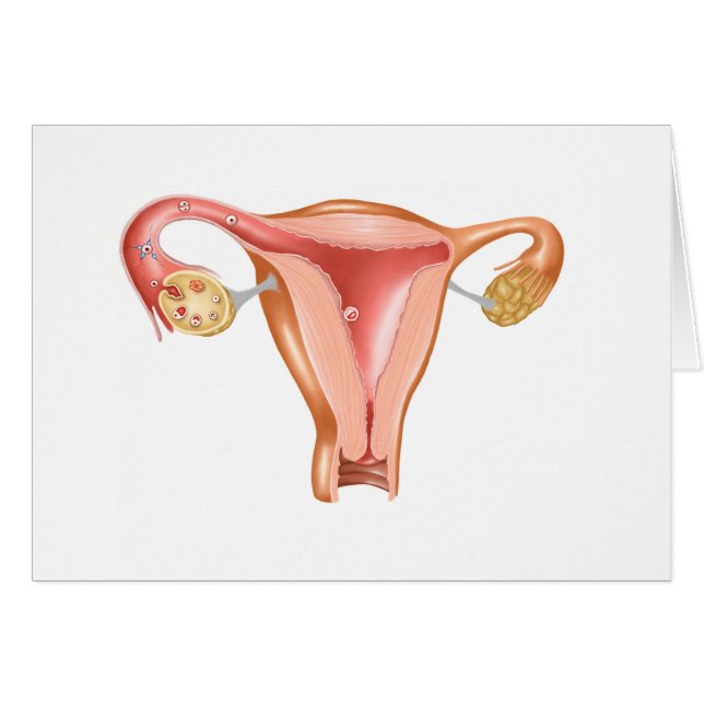 Anatomy Of Female Uterus 1 (Front Horizontal)