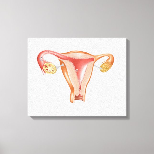 Anatomy Of Female Uterus 1 Canvas Print (Front)