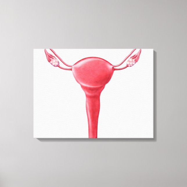 Anatomy Of Female Uterus 2 Canvas Print (Front)