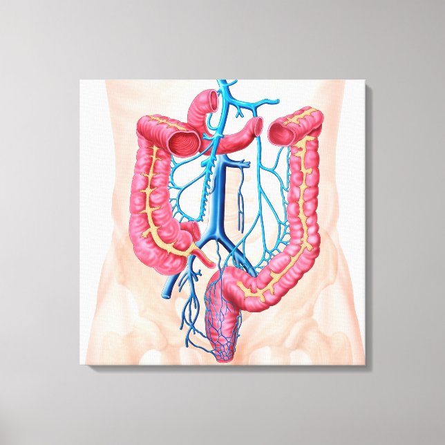 Anatomy Of Human Abdominal Vein System Canvas Print (Front)