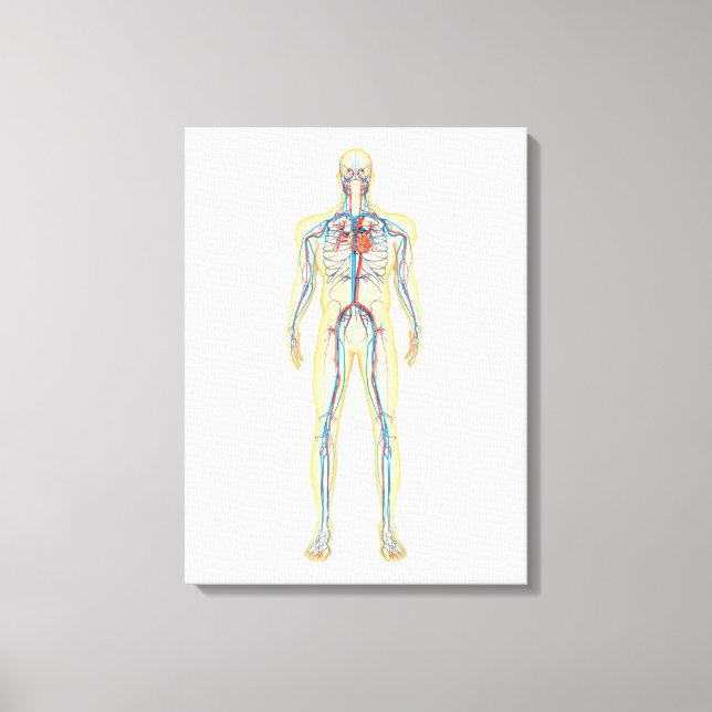 Anatomy Of Human Body And Circulatory System Canvas Print (Front)