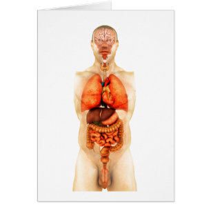 Anatomy Of Human Body Showing Whole Organs 1