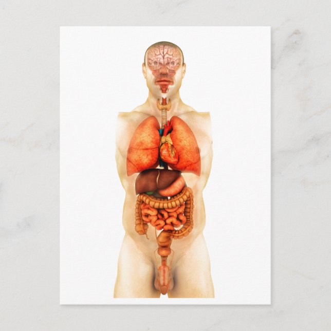 Anatomy Of Human Body Showing Whole Organs 1 Postcard (Front)